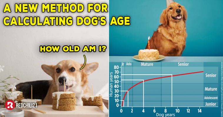how many dog years is 5 months