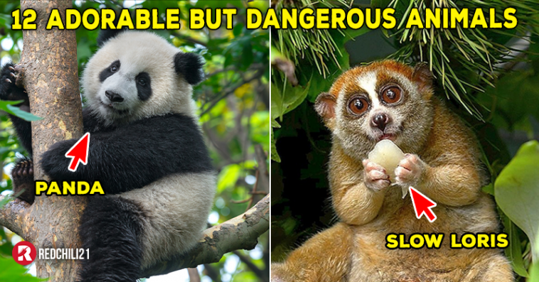 Top 12 Adorable Animals That Is Dangerous To Human - RedChili21 MY