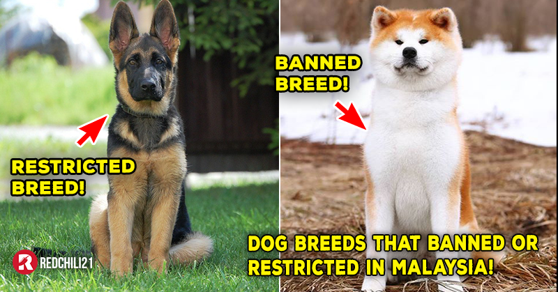 banned dog breeds