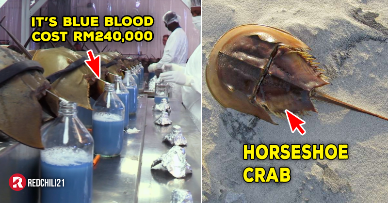 Do You Know Horseshoe Crab Has Blue Blood? And Cost RM240k / Gallon & Key  Creating Vaccine - RedChili21 MY