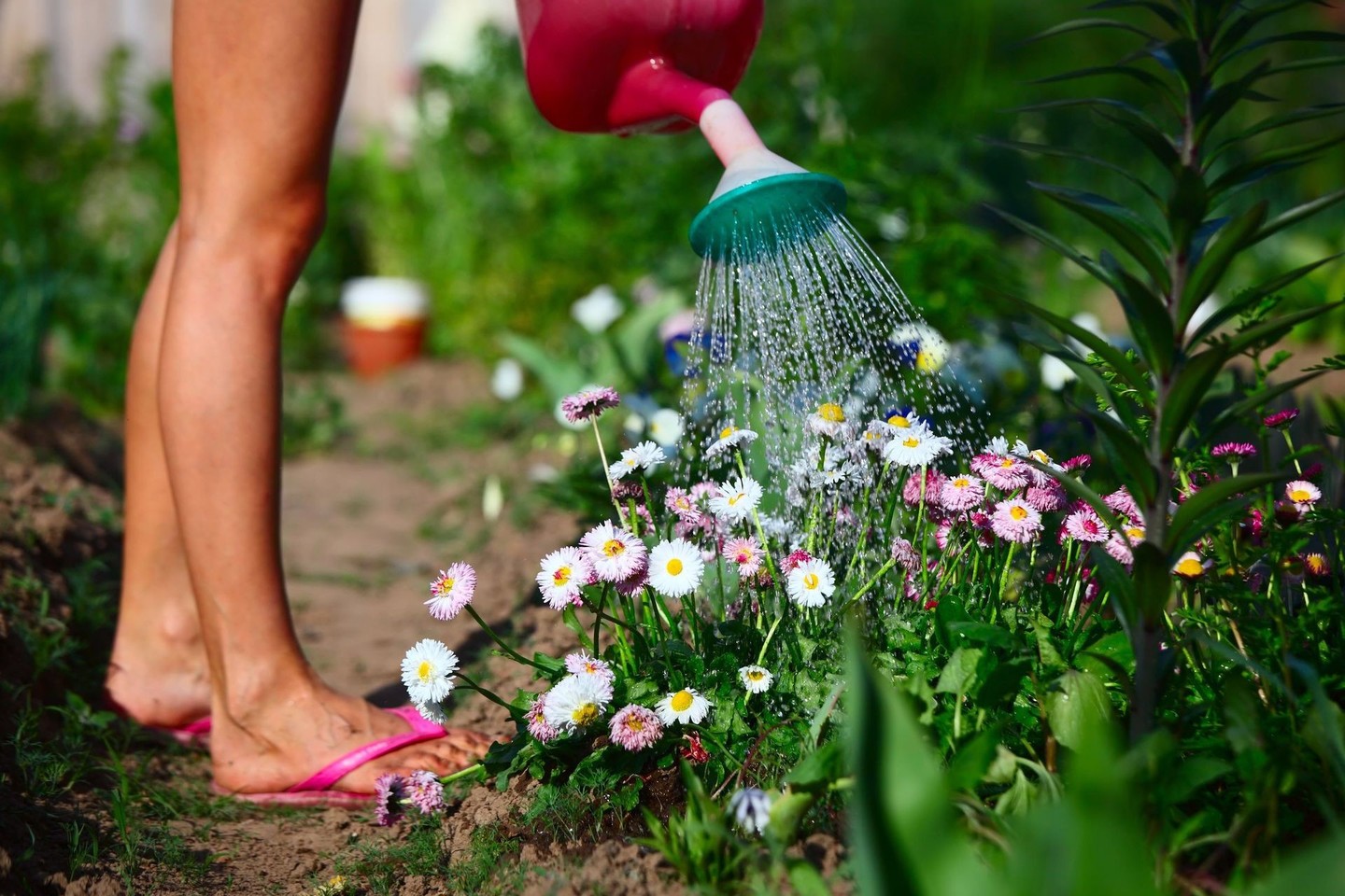 Do you water the flowers. Цветы в лейке. Девушка в саду с лейкой. Лето цветы вода. Фото девушка в мини поливает цветок.